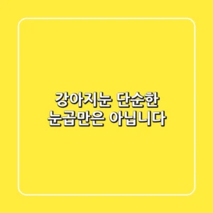 강아지눈, 단순한 눈곱만은 아닙니다!